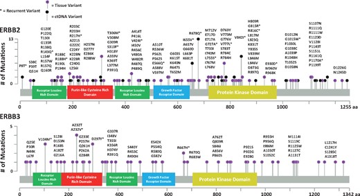 Summary of protein coding alterations noted in ERBB2 and ERBB3 mutant colorectal cancer patients from the MD Anderson Cancer Center and the Nurses’ Health Study/Health Professionals Follow-Up Study. aa = amino acid.