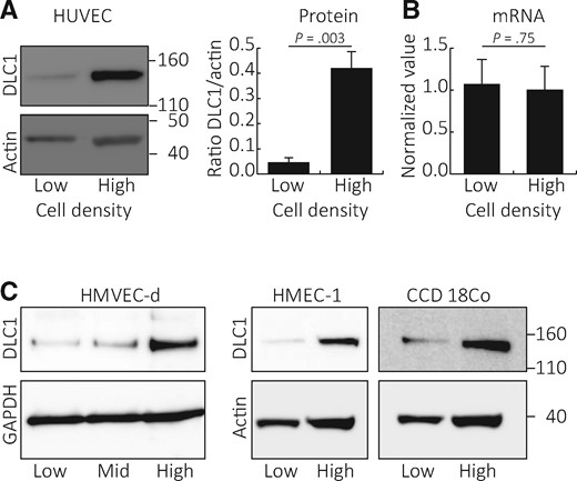 Deleted in Liver Cancer 1 (DLC1) protein levels in endothelial cells propagated at different densities. Human umbilical vein endothelial cells (HUVEC) grown at low (10%–20% confluent) or high (90%–100% confluent) cell density were tested for DLC1 protein content (representative blot, left; quantitation of results from three independent experiments, right; P = .003 from two-sided paired Student’s t test is shown) (A) and mRNA levels (relative mRNA levels by quantitative polymerase chain reaction normalized to HPRT1, n = 3; P = .75 from two-sided paired Student’s t test is shown) (B). DLC1 protein levels in cell lysates of human dermal microvascular endothelial cells, SV40-immortalized human microvascular endothelial cell line line, and primary human fibroblasts (CCD 18Co) grown at low (1.45 × 103 cells cm-2), medium (mid, 9.10 × 103 cells cm-2), and high (3.64 × 104 cell cm-2) cell densities (C). DLC1 = Deleted in Liver Cancer 1; HMEC-1 = human microvascular endothelial cell line; HMVEC-d = human dermal microvascular endothelial cells; HUVEC = human umbilical vein endothelial cells.