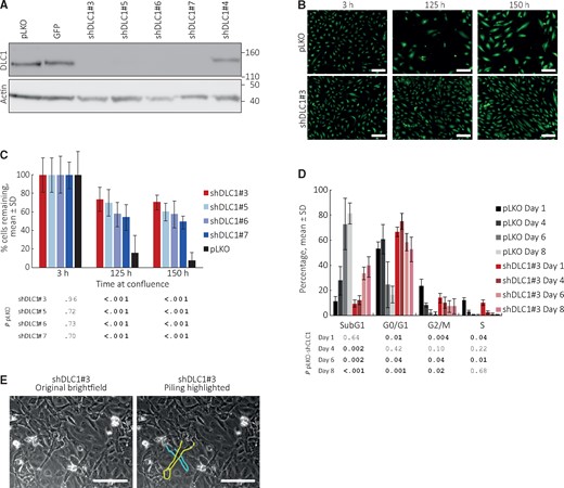 Effects of Deleted in Liver Cancer 1 (DLC1) on endothelial cell death. A) DLC1 silencing by distinct shRNAs. pLKO identifies the empty vector control for all DLC1 shRNAs; GFP identifies an empty vector where the puromycin marker of pLKO is substituted by the GFP reporter. Immublotting results. B and C) DLC1-silenced and control human umbilical vein endothelial cells (HUVEC) were seeded as confluent monolayers and incubated for 150 hours. B) Representative fluorescent images of calcein-labeled viable cells (10×). C) Percent remaining cells is statistically significantly increased in DLC1-silenced HUVEC compared with control after incubation at confluence (125- and 150-hour time points); means (SD) (one experiment, 32 replicates; results of statistical analysis by two-sided Student’s t test are shown in tabular form below the bar graph; representative of five independent experiments with shDLC1#3; remaining cells ranged between 10% and 40% in control; 40% and 80% in DLC1-silenced cells). D) Cell cycle distribution of DLC1-silenced and control HUVEC seeded as confluent monolayers and evaluated on days 1, 4, 6 and 8; the bar graphs reflect the mean (SD) (n = 4 experiments); the table shows the statistical significance of group differences at each time point. P values by two-sided Student’s t test. E) Cell piling in DLC1-silenced HUVEC after four-week culture at confluency; bright field images (20×); the cytoplasmic membrane of two overlapping cells is contoured (on the right). Scale bars: B = 50 μm; E = 80 μm. DLC1 = Deleted in Liver Cancer 1.