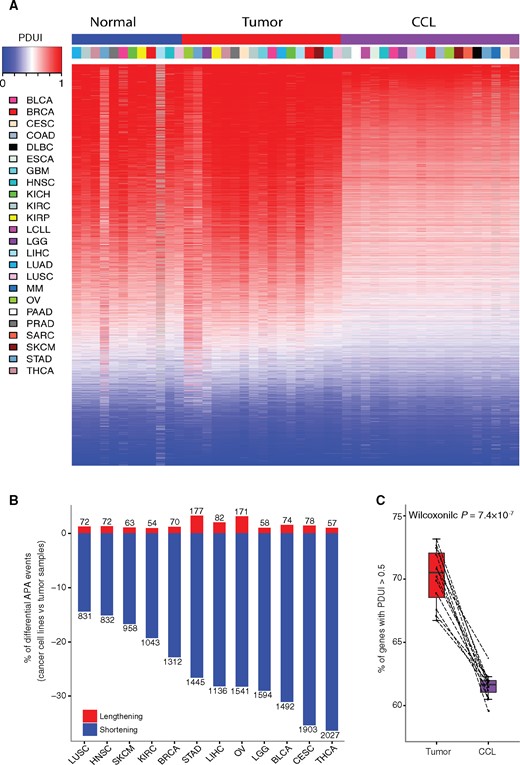 Global landscape of alternative polyadenylation (APA) events across patient samples and cancer cell lines. A) Global landscape of 7029 APA events across different cancer types in tumor samples (blue), normal samples (red), and cancer cell lines (purple). In the heatmap, red denotes transcripts with Percentage of Distal polyA site Usage Index (PDUI) greater than 0.5, while blue denotes transcripts with PDUI of less than 0.5. The columns are arranged by cancer type, and rows are arranged by mean PDUI of each APA event across all samples. B) Number of shortening (blue) and lengthening (red) APA events in cancer cell lines compared with tumor samples across 12 cancer types. C) Comparison of percentage of transcripts with PDUI greater than 0.5 divided by total number of APA events between tumor samples (red) and cancer cell lines (purple). The P value was calculated using a two-sided Wilcoxon test. The boxes show the median±1 quartile, with whiskers extending to the most extreme data point within 1.5 interquartile range from the box boundaries. APA = alternative polyadenylation; CCL = cancer cell lines; PDUI = Percentage of Distal polyA site Usage Index.