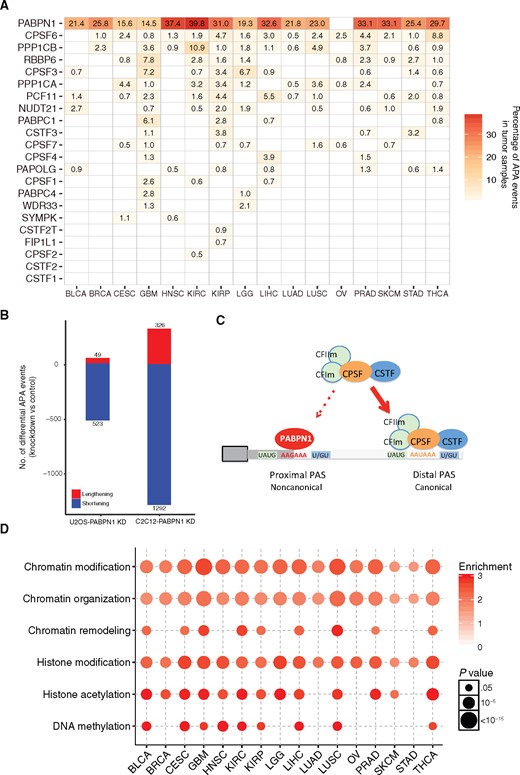Key factors in regulation of alternative polyadenylation (APA) events. A) Percentage of APA events positively correlated with expression level of APA factors in tumor samples across cancer types. B) Global shortening of APA events upon PABPN1 knockdown in U2OS and C2C12 cell lines. C) A schematic model for the important role of PABPN1 in suppressing the usage of proximal APA site. D) Chromatin-related gene ontology (GO) terms enrichment analysis of top 10% of 20 532 genes correlated to APA events in tumor samples. Gene lists were provided in Supplementary Table 4 (available online). The circle color represents the enrichment score, while the circle size represents the statistically significant P value. Enriched GO terms were listed in Supplementary Table 5 (available online). APA = alternative polyadenylation; CPSF = cleavage and polyadenylation specificity factor; CSTF = cleavage stimulation factor.