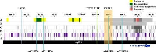 Visualization of regulatory annotations for the expanded chromosome 4q32.1 genetic signal associated with premature menopause in neuron and ovary cell types, along with haplotype single nucleotide polymorphisms and bound transcription factors' genomic locations. A) Chromatin state annotations (ChromHMM) in H9- derived neuron cells. Colored genomic regions reflect chromHMM annotations for chromain states (enhancer, transcribed, Polycomb-repressed, and promoter) (23). B) ChromHMM annotations in ovary cells. C) ENCODE histone modifications associated with Polycomb-repressed regions (H3K27me3) for H9-derived neurons (23). D) H3K27me3 marks for placenta amnion cells (ovary cell data unavailable) (23). E) ENCODE histone modifications associated with repressed regions (H3K9me3) for H9-derived neurons (23). F) H3K9me3 marks for ovary cells (23).