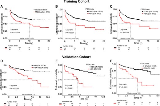 Quantitative analysis of PTEN loss (qPTEN) better stratifies risk of recurrence after surgery. Graphs show Kaplan-Meier curves for biochemical recurrence-free survival stratified by any PTEN loss vs qPTEN loss. Training cohort (A, B, C): Both models (A vs B and C) were statistically significant (any PTEN loss, P < .001 vs % of cells/cores, P < .001). Patients with PTEN loss above thresholds had statistically significant decreased median biochemical recurrence-free survival time from 10.2 years (any PTEN loss) to 5.4 years (>65% cells) (P < .001) and to 5.8 years (>50% cores) (P < .001). Using the thresholds, 45.8% (44 of 96) of patients reclassified as clinically insignificant loss (A vs B), whereas the remaining 54.2% (52 of 96) of cases showed shorter time to recurrence (A vs B). Corresponding results for the validation cohort (D, E, F) were similar to the training cohort. Note: In Kaplan-Meier curves, patients with intact PTEN are included in groups 0%–65% (cells) and 0%–50% (cores). Two-sided log-rank test was used to assess Kaplan-Meier estimates. E/N = event/total number of patients; PTEN = phosphatase and tensin homolog.