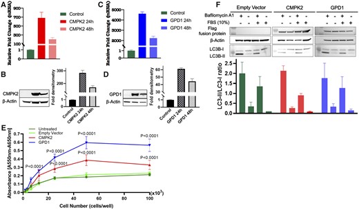 Overexpression of GPD1 or CMPK2 in SH-SY5Y neuroblastoma cells. All graphs denote mean values, and error bars represent the standard deviation (SD). Data were analyzed using unpaired Student t test or factorial analysis of variance (ANOVA) as applicable using Prism 7 (GraphPad Software, Inc, San Diego, CA, USA). Multiple sets of data were compared using a two-sided ANOVA Tukey multiple comparison test where appropriate. A) CMPK2 expression was assessed in SH-SY5Y cells by real-time polymerase chain reaction and (B) Western blot analysis 24 and 48 hours posttransfection. (C) GPD1 expression was assessed in SH-SY5Y cells by real-time polymerase chain reaction and (D) Western blot analysis 24 and 48 hours posttransfection. β-Actin was used as an internal control in analyses. All results are representative of three independent experiments. (E) Overexpression of CMPK2 or GPD1 in SH-SY5Y cells accelerates proliferation. P < .0001 compared with control cells when performing two-sided ANOVA with Tukey multiple comparisons test. (F) Upper panel: 24 hours posttransfection SH-SY5Y cells were serum starved for 4 hours in the presence or absence of 100 µM bafilomycin A1 (as indicated) and immunoblotted for FLAG-fusion protein, β-actin and LC3. Lower panel: Autophagy induction was quantified by the ratio of band intensities of LC3-II/LC3-I. LC3 quantification was done in SH-SY5Y cells transfected with control pCDNA3.1-FLAG (empty vector), pCDNA3.1-FLAG-CMPK2 (CMPK2), or pCDNA3.1-FLAG-GPD1 (GPD1) plasmids. Results are representative of two independent experiments.