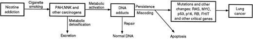Scheme linking nicotine addiction and lung cancer via
tobacco smoke carcinogens and their induction of multiple mutations in
critical genes. PAH = polycyclic aromatic hydrocarbons; NNK =
4-(methylnitrosamino)-1-(3-pyridyl)-1-butanone.