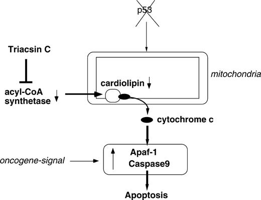 Possible model for the regulation of mitochondrial cardiolipin by acyl-CoA synthetase, inhibition of which leads to preferential apoptosome-mediated tumor cell death.