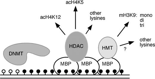  Epigenetic regulation by DNA methyltransferases methyl-binding proteins and histone modifying enzymes. DNA is methylated by DNA methyltransferases (DNMTs). Methylated cytosine residues ( solid circles ) are bound by methyl-binding proteins (MBPs) that subsequently recruit histone deacetylases (HDACs) and histone methyltransferases (HMTs). These enzymes mediate complex changes in the histone modification pattern of methylated genes that result in the establishment of repressive chromatin structures. acH4K12 = lysine 12–acetylated histone H4; acH4K5 = lysine 5–acetylated histone H4; mH3K9 = lysine 9–methylated histone H3; mono, di, tri = mono-, di-, tri-methylated; open circles = unmethylated cytosine residues. 
