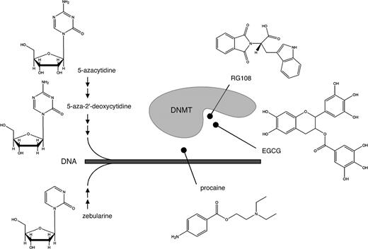  DNA methyltransferase (DNMT) inhibitors and their inhibitory mechanisms. The nucleoside inhibitors 5-azacytidine, 5-azadeoxycytidine, and zebularine are extensively metabolized by cellular pathways ( small arrows ) before being incorporated into DNA. After incorporation, they function as suicide substrates for DNMT enzymes. The nonnucleoside inhibitors procaine, epigallocatechin-3-gallate (EGCG), and RG108 have been proposed to inhibit DNA methyltransferases by masking DNMT target sequences (i.e., procaine) or by blocking the active site of the enzyme (i.e., EGCG and RG108). 