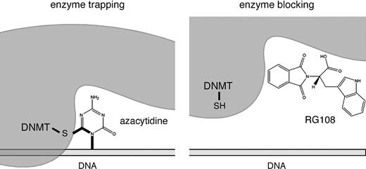  DNA methyltransferase (DNMT) inhibition by enzyme trapping or enzyme blocking. Left panel ) Aza-nucleotides can become incorporated into DNA during replication and then are recognized by DNMT enzymes. A stable reaction intermediate is formed via the sulfhydryl side chain of the catalytic cysteine residue. Thus, DNMT is trapped and concomitantly degraded. By this mechanism, cells are depleted of DNMT protein. Right panel ) Small molecules, such as RG108, can block the catalytic pocket of free DNMT proteins without the formation of covalent reaction intermediates. 
