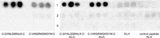  Dot blot analysis of antibody recognition of synthetic cyclic mimotopes. ( Left ) Each peptide of the indicated sequence was dotted in triplicate and blots were probed with cetuximab ( lane 1 ), isotype control antibody ch14.18 ( lane 2 ), or no primary antibody (buffer control, lane 3 ). ( Right ) Both mimotope peptides and a control peptide were conjugated to the immunogenic carrier molecule keyhole limpet hemocyanin (KLH) and dotted in triplicate. Conjugated peptides and carrier KLH alone were again probed with cetuximab ( lane 1 ), isotype control antibody ch14.18 ( lane 2 ), or no primary antibody ( lane 3 ). 