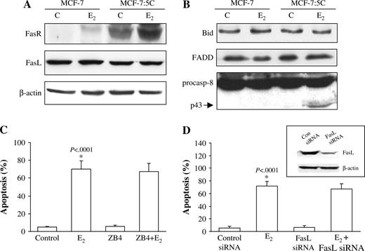  Effect of estradiol on FasR/FasL signaling pathway in MCF-7 and MCF-7:5C cells. A ) Western blot analysis for FasR and FasL protein expression in parental MCF-7 cells and MCF-7:5C cells following 96 hours of treatment with either ethanol (vehicle) (C) or 1 n M estradiol (E 2 ). FasR = 45 kDa; FasL = 38 kDa; NS = non-specific band. B ) Western blot analysis of Bid, FADD, and caspase 8 protein expression in parental MCF-7 cells and MCF-7:5C cells following 96 hours of treatment with either 1 n M E 2 or ethanol. p43 is the cleaved (i.e., activated) form of caspase 8 (casp-8). C ) Effect of Fas neutralizing antibody ZB4 on E 2 -induced apoptosis in MCF-7:5C cells. Cells were preincubated with the ZB4 antibody for 12 hours and then treated with 1 n M E 2 for 96 hours. Percentage of cells that were apoptotic was determined by annexin V staining. Results shown are the means of three independent experiments with 95% confidence intervals. D ) Reduction of FasL expression in MCF-7:5C cells by small interfering RNA (siRNA). Cells were transfected with a scrambled control siRNA or FasL-specific siRNA. After 48 hours, the cells were analyzed by western blotting for FasL protein expression ( insert ) or were treated with estradiol (or ethanol) for an additional 72 hours, after which apoptosis was assessed by annexin V staining. 