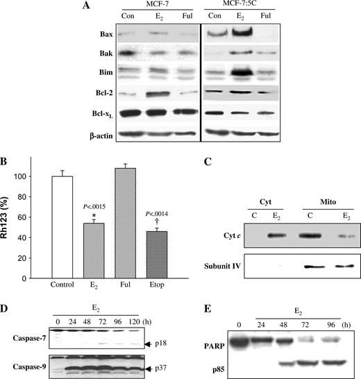  Effect of estradiol on Bcl-2 family protein expression and mitochondrial function in MCF-7:5C cells. A ) Western blot analysis for Bax, Bak, Bim, Bcl-2, and Bcl-x L protein expression in parental MCF-7 cells and MCF-7:5C cells following 48 hours of treatment with ethanol (Con), 1 n M estradiol (E 2 ), or 1 μ M fulvestrant (Ful). Equal loading was confirmed by reprobing with an antibody against β-actin. B ) Loss of mitochondrial potential (i.e., mitochondrial integrity) in MCF-7:5C cells was determined by rhodamine-123 (Rh123) retention assay. The percentage of cells retaining Rh123 in each treatment group was compared with untreated control. * P <.001 is the E 2 -treated group compared with the control group. C ) Cytosolic and mitochondrial fractions were generated as described in “Materials and Methods.” Equivalent protein loading was verified using anti-cytochrome c oxidase IV (subunit 4) antibody. D ) Activation of caspase 7 (casp-7) and caspase 9 (casp-9) was assessed by Western blot using specific antibodies. The upper band of caspase 7 represents the full-length protein, and the lower band (p18) represents the cleaved activated product. E ) PARP cleavage was determined by western blotting using a rabbit polyclonal PARP antibody. MCF-7:5C cells were treated with 1 n M E 2 for 24, 48, 72, and 96 hours. Full-length PARP is approximately 116 kDa; cleaved (active) PARP is 85 kDa. 