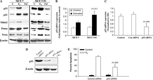  Effect of estradiol and fulvestrant on expression of p53 and p53 target proteins in MCF-7 and MCF-7:5C cells. A ) Cells were treated with ethanol vehicle (C), 1 n M estradiol (E 2 ), or 1 μ M fulvestrant (Ful) for 48 hours. Lysates were analyzed by western blotting with antibodies against p53, p21, MDM2, Puma, and Noxa (Santa Cruz Biotechnology). β-Actin was used as a loading control. B ) Reverse transcriptase polymerase chain reaction (RT-PCR) of p53 expression in MCF-7 and MCF-7:5C cells following estradiol treatment for 48 hours. Ribosomal 18S mRNA was used as a loading control. C ) Inhibition of p53 mRNA expression in MCF-7:5C cells using small siRNA. Ribosomal 18S mRNA was used as a loading control. * P = .006 for difference in p53 expression between p53 siRNA and control siRNA. D ) Western blot analysis of cells transfected with either control siRNA or p53 siRNA. β-Actin was used as a loading control. E ) Percent apoptotic cells determined by annexin V staining of MCF-7:5C cells transfected with control siRNA or p53-specific siRNA and treated with 1 n M E 2 for 72 hours. * P = .005 for E 2 -induced apoptosis in p53-transfected cells compared with cells transfected with the control siRNA. Results are typical of three independent experiments. 