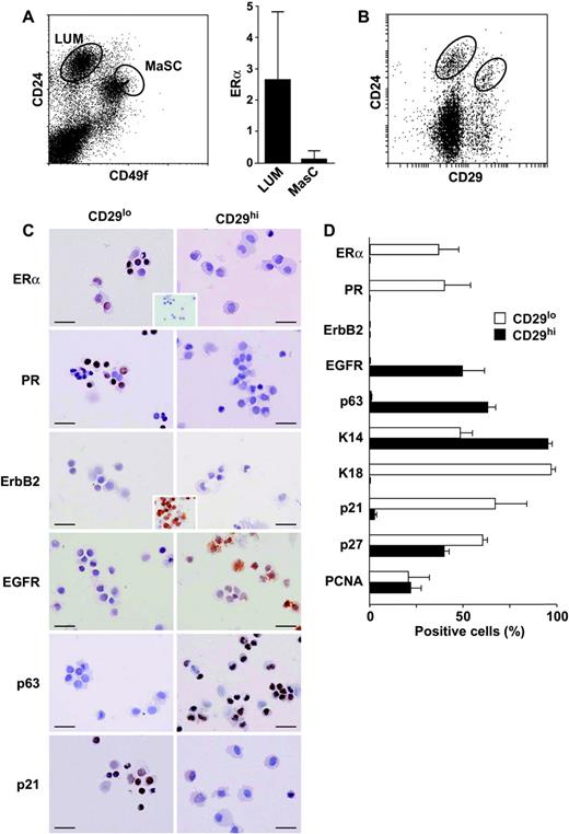  Hormone receptor status in the mouse mammary stem cell (MaSC)–enriched population. A ) Estrogen receptor α (ERα) mRNA expression in the MaSC-enriched population. Left ) Flow cytometric expression profile of CD24 and CD49f (heat-stable antigen and α6-integrin, respectively) in mammary cells depleted of hematopoietic and endothelial cells from C57BL/6 mice showing the populations of isolated luminal (LUM; CD49f lo CD24 + ) and MaSC-enriched (CD49f hi CD24 + ) cell subsets, as assessed by the relative intensity of staining as previously described  ( 9 )  . Right ) Relative levels of ERα mRNA in these subpopulations, measured by quantitative real-time reverse transcription-polymerase chain reaction (RT-PCR) ( n = 3 experiments), with glyceraldehyde-3-phosphate dehydrogenase (GAPDH) as the endogenous reference used to normalize the levels of RNA. The 5′ to 3′ sequences of the primer pairs used were as follows: GAPDH forward, 5′-CCCATCACCATCTTCCAGGAG-3′, and GAPDH reverse, 5′-CTTCTCCATGGTGGTGAAGACG-3′; and ERα forward, 5′-CTGTCGGCTGCGCAAGTGTT-3′, and ERα reverse, 5′-CATCTCTCTGACGCTTGTGCT-3′. Relative level of ERα in LUM cells was 2.68 (95% confidence interval [CI] = 0.51 to 4.85) and in MaSCs was 0.15 (95% CI = 0 to 0.42). Error bars are 95% CIs. B ) Flow cytometric expression profiles for CD24 and CD29 in mammary cells depleted of hematopoietic and endothelial cells. The gating strategy that was used to isolate luminal (CD29 lo CD24 + ) and MaSC-enriched (CD29 hi CD24 + ) cell subsets as previously described is shown  ( 8 )  . C ) Representative immunostaining of ERα, progesterone receptor (PR, A isoform), ErbB2/Her2, epidermal growth factor receptor (EGFR)/ErbB1, the p53 family member p63, and the cell cycle inhibitor p21 in the doubly sorted subpopulations shown in panel B. ERα inset ) Isotype control. ErbB2 inset ) Positive control cells from a mammary tumor arising in a mouse mammary tumor virus-neu (ErbB2) transgenic mouse. Real-time RT-PCR confirmed low levels of ErbB2 transcript in the two populations (data not shown). Freshly sorted cells were cytospun onto a slide, fixed with 4% paraformaldehyde at room temperature for 10 minutes, and then stained with the following antibodies: ERα (Santa Cruz, Richmond, CA), PR (hPRa7, a gift from C. Clarke, Westmead Millennium Institute, Westmead, New South Wales, Australia)  ( 18 )  , ErbB2 (Calbiochem, Darmstadt, Germany), EGFR (Cell Signalling, Beverly, MA), p63 (BD Pharmingen, Bedford, MA), cytokeratin (K) 14 (Covance, Berkeley, CA), K18 (Progen Biotechnik, Heidelberg, Germany), p21 (Santa Cruz), p27 (Santa Cruz), or proliferating cell nuclear antigen (PCNA) (DAKO, Glostrup, Denmark). Slides were then incubated with either biotinylated goat anti-rabbit or goat anti-mouse immunoglobulin G (Vector, Burlingame, CA). A streptavidin-biotin peroxidase detection system was used with 3,3′-diaminobenzidine as substrate (DAKO). Positive reaction gives a brown staining. Scale bars = 25 μm. D ) Histograms showing the mean percentages ( error bars as 95% confidence intervals) of positively stained cells, with the indicated antibodies, in the luminal (CD29 lo ) and MaSC-enriched (CD29 hi ) CD24 + populations shown in panel B, as well as for K14, K18, p27, and PCNA. Mammary cell suspensions were prepared from six to eight female FVB/NJ mice (8 to 10 weeks old) for each experiment. A minimum of 1000 cells in 10 randomly selected fields was counted under a ×40 objective, with each field containing approximately 100 cells. Data are from two (ErbB2, EGFR, p63, K14, K18, p21, p27, and PCNA staining) or three (ER and PR staining) experiments. The paired t test value comparing the CD29 lo CD24 + (luminal) and CD29 hi CD24 + (MaSC-enriched) populations for each marker was used to determine statistical significance as follows: ERα, P = .01; PR, P = .01; EGFR, P = .04; p63, P = .04; K14, P = .06; K18, P = .003; p21, P = .04; p27, P = .08. None of 1000 cells were ERα or PR positive in the CD29 hi CD24 + population. 