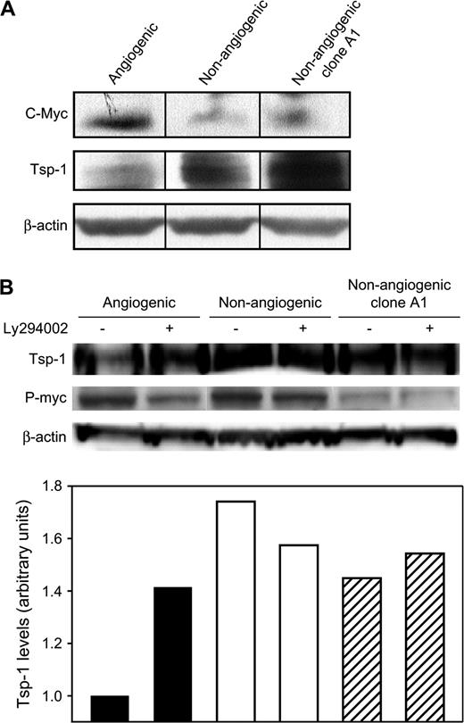  Thrombospondin-1 expression in nonangiogenic and angiogenic MDA-MB-436 human breast cancer cells. ( A ) Western blot analysis of c-Myc, thrombospondin-1 (Tsp-1), and β-actin (loading control) in angiogenic, nonangiogenic, and nonangiogenic clone A1 variants of MDA-MB-436 cells. ( B ) Upper panel is a representative immunoblot analysis of thrombospondin-1 and phosphorylated c-Myc (p-Myc) in cells treated with the phosphoinositide 3-kinase inhibitor LY294002 (+) or left untreated (−). Lower panel shows thrombospondin-1 expression levels, normalized to total protein gel loading as quantified by staining for β-actin. 