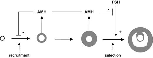 Model of the role of AMH in the ovary. Folliculogenesis is depicted by arrows between primordial, primary, preantral, small antral, and selected follicles, respectively. Recruitment and selection are indicated by the dashed arrows. AMH is produced by the small growing follicles and has an inhibitory effect on follicle recruitment and on FSH-dependent selection.