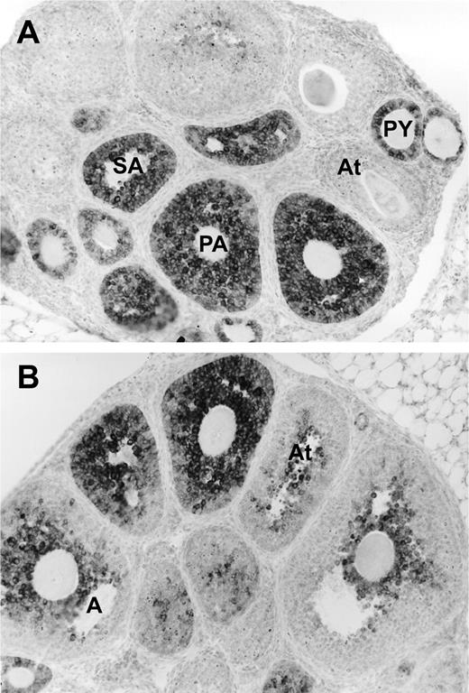 AMH expression in mouse ovaries. AMH was detected using a monoclonal antibody that recognizes rat, mouse, and human AMH (11). A) AMH is present in primary (PY), preantral (PA), and small antral (SA) follicles. B) AMH decreases in antral follicles (A) and is absent in large follicles and atretic follicles (At).