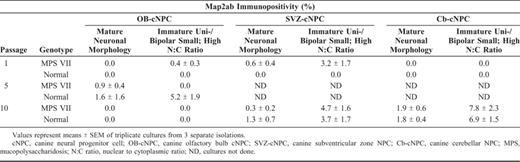 Morphology of Map2ab+ Cells in Undifferentiated cNPC Cultures