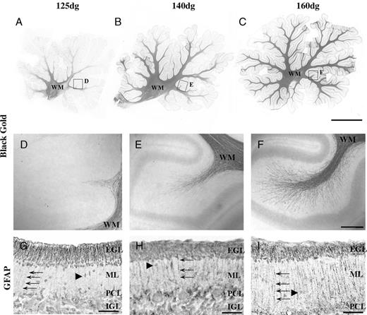 Ontogeny of myelination in the cerebellum by Black-Gold histochemistry. (A) Myelinated fibers are confined to the white matter at 125 days of gestation (dg). (B) At 140 dg, they begin to enter the IGL. (C) Myelinated fibers are abundant in the IGL at 160 dg. (D-F) Boxed areas are shown at higher magnification. (G-I) Glial fibrillary acidic protein (GFAP)-immunoreactivity in Bergmann glial fibers (arrows) in the IGL with increasing gestational age: 125 dg (G), 140 dg (H), and 160 dg (I). Arrowheads indicate migrating granule cells. EGL, external granule layer; IGL, inner granule layer; ML, molecular layer; PCL, Purkinje cell layer, WM, white matter. Scale bars = (A-C) 2.5 mm; (D-F) 150 μm; (G-I) 50 μm.