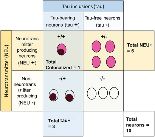 A diagram illustrating how cells were classified for analysis. Cells were classified as positive for the neurotransmitter of interest (NEU+) as indicated by the color red, or negative for the neurotransmitter of interest (NEU+) as indicated by a colorless circle. Cells were also classified by the presence of tau inclusions (tau+) indicated by a brown coloring within the cell, or the absence of tau inclusions (tau+). This generated 4 different groups: (i) number of colocalized neurons, (ii) number of NEU+ neurons, (iii) number of tau+ neurons, and (iv) the number of total neurons, including those negative for both tau and the neurotransmitter.