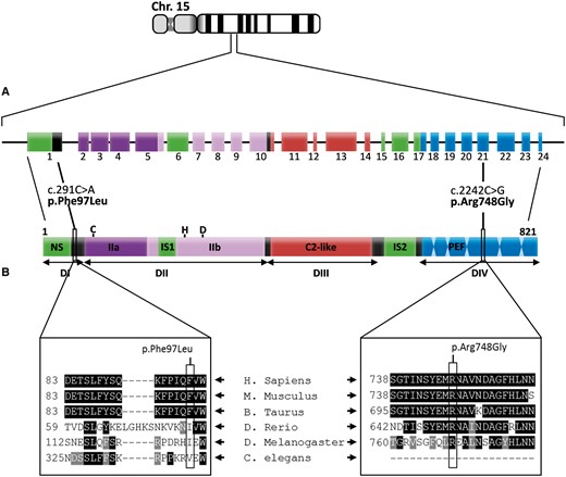 CAPN3基因的DNA测序和多重序列比对。（A） 钙蛋白酶-3基因定位于第15号染色体（15q15.1）。它包含24个外显子，编码821个氨基酸的多结构域蛋白酶。钙蛋白酶-3基因的高通量测序在患者1和2中分别鉴定了2个新的纯合突变c.2242C>G（p.Arg748Gly）和c.291C>A（p.Phe97Leu）。突变c.2242C>G定位于外显子21，涉及一个氨基酸残基，该氨基酸残基是与Ca2+结合和蛋白质二聚化相关的PEF（Penta E-F hand）结构域的一部分。突变c.291C>A定位于外显子1，涉及一个氨基酸残基，该氨基酸残基是包含核定位信号的N末端（NS）结构域的一部分。（B） 不同生物体氨基酸的多重序列比对表明，p.Arg748残基在物种间具有进化保守性，而p.Phe97残基仅在哺乳动物中具有保守性。使用带有默认参数的在线软件Clustal Omega（EMBL-EBI）实现对齐。