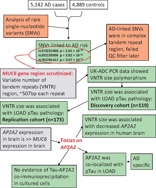 Overview of work in the present study. The study began with an analysis of whole-exome sequencing (WES) data comparing rare genetic variant frequencies between late-onset Alzheimer’s disease (LOAD) cases and non-AD controls. Subsequent analyses focused on the MUC6 variable number of tandem repeat (VNTR) region. The particular variants identified initially to be associated with LOAD risk were later removed from the consensus variant calls, presumably because this VNTR region is extremely challenging for high-throughput sequence characterization methods. Polymorphism in the MUC6 VNTR region was associated with phospho-tau (pTau) pathology and with altered AP2A2 expression. Immunohistochemical analyses showed that AP2A2 protein was often colocalized with pTau tangles in LOAD brains. Green boxes indicate new data and analytic results.