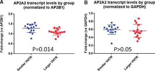 Comparison of AP2A2 transcript levels (a proxy for gene expression) from cerebellum of 2 groups (n = 15 in each group) stratifying on the size of largest MUC6 VNTR region. The 2 groups were matched for age at death, sex, severity of Alzheimer disease neuropathologic changes, and postmortem interval (Table 3). Fold-change of detected AP2A2 transcript relative to a different transcript was calculated based on quantitative PCR results. Regardless of the normalization method, there was a trend for the subjects with larger VNTR regions (red squares) to have lower average levels of detected AP2A2 transcripts in comparison to the individuals with smaller VNTR regions (blue circles). This difference was statistically significant when AP2B1 levels were used for normalization (A), but was only a nonsignificant trend when GAPDH  (B) was used for normalization. Comparisons were performed using unpaired 2-tailed Student t-tests.
