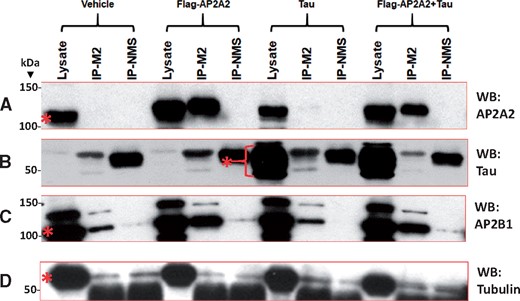 Western blots show results of experiments in cultured cells testing whether AP2A2 and Tau proteins can be coimmunoprecipitated. Flag-AP2A2 and Tau expressing plasmids were transfected into cultured HeLa cells, separately and together. The lysates, Anti-Flag M2 coimmunoprecipitation (Co-IP), and nonimmunized mouse serum (NMS) controls were immunoblotted for AP2A2 (A), Tau (B), AP2B1 (C), and tubulin as a control (D). Molecular weights (kDa) are indicated on the left of the blots. A band labeled by the AP2A2 antibody (∼104 kDa) was present without transfection, and that signal was augmented in the lysate and in IPs where Flag-AP2A2 plasmids were transfected, indicating that Flag-AP2A2 transfection was successful. Anti-Flag M2 beads pulled down the Flag-tagged AP2A2. There were no augmented signals of Tau protein in the M2-IP product of the AP2A2 and Tau cotransfection when probed with Tau antibody DA9, indicating that AP2A2 and Tau proteins were not coimmunoprecipitated. Bands at ∼55 kDa (near to Tau) in the NMS and M2-IP lanes were likely immunoglobulin protein and were present in all the immunoblots. As a positive control, endogenous AP2B1, a known binding partner of AP2A2 with the same molecular weight of ∼104 kDa, was Co-IP’d with AP2A2. Gel portions where the proteins were predicted to be present, according to their known molecular weights, are shown with a red asterisk for each protein. Complete Western blots are shown in Supplementary Data  Figure S14.