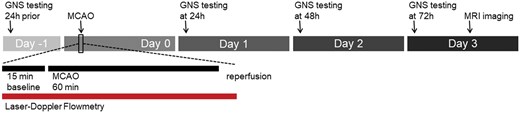 Experimental protocol. Animals were evaluated using the Garcia Neuroscore Scale (GNS) 1 day before the onset of ischemia (−24 h). On the day of surgery, unilateral middle cerebral artery occlusion (MCAO) was performed with simultaneous monitoring of CBF by laser Doppler flowmetry (LDF). The LDF acquisition protocol included 15 minutes of baseline, 60 minutes of MCAO, and an additional 5 minutes of acquisition during complete reperfusion. Daily GNS testing was performed at 24, 48, and 72 hours after acute ischemic stroke, with MRI performed on day 3.