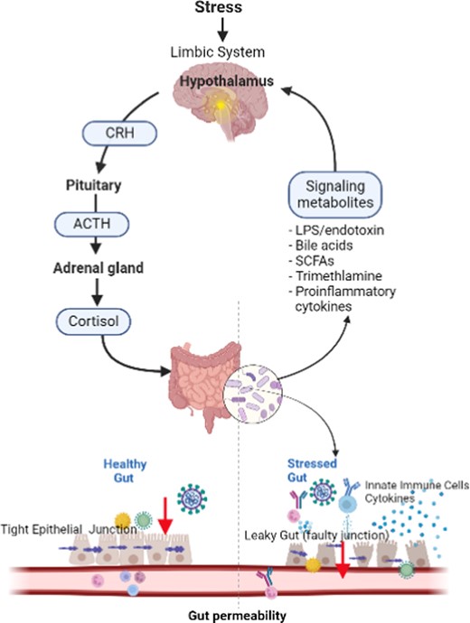 Stress and Brain–Gut Axis.