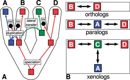 Subtypes of homology in molecular biology. Three processes, speciation, duplication, and lateral transfer underly the three basic types of homology in molecular evolution. The processes are illustrated in (A), the resulting relations are illustrated in (B).