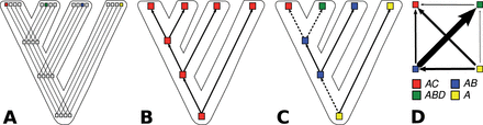 From gain–loss models to weighted directed character-state transitions: (A) Shows a strict approach in which four partially related compound words (as show at the bottom of D) are modeled as four different characters. (B) Shows the consequences of a lumping approach when partially cognate words are treated as fully cognate in binary presence–absence models. (C) Shows weighted directed character–state transitions, based on known transition tendencies displayed at the top of (D), with arrows indicating directions and edge width indicating the relative strength of transition tendencies.
