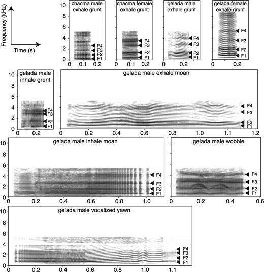 Spectrograms (Hanning window of 25 ms) of adult male and female chacma baboon and gelada exhale grunts, as well as a gelada male derived call types (inhaled grunt, exhaled moan, inhaled moan, wobble, and yawn). These are call types produced during affiliative contexts. Mean formant (1–4) frequencies are denoted by arrows. Spectrograms were made in Praat. Audio files are available for these spectrograms (Audio Files S01-09).