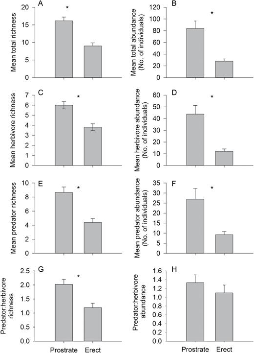arthropod community responses to Baccharis pilularis architectural morphs (erect vs prostrate): (A) total richness, (B) total abundance, (C) herbivore richness, (D) herbivore abundance, (E) predator richness, (F) predator abundance, (G) predator:herbivore richness and (H) predator:herbivore abundance. Bars represent means ± SE, asterisks denote statistically significant differences (P < 0.05).