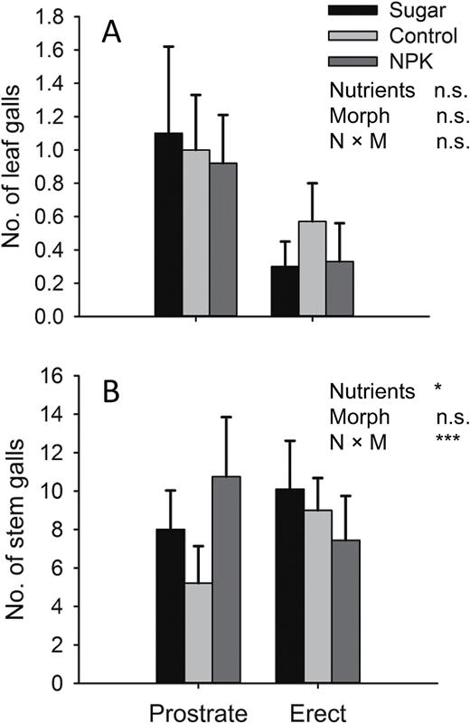 relationship between the number of Rhopalomyia californica leaf galls (A) and Gnorimoschema baccharisella stem galls (B) associated with Baccharis pilularis architectural morphs (erect vs prostrate) and nutrient treatments (sugar, control and NPK). Bars represent means ± SE, asterisks denote statistically significant differences (P < 0.05).