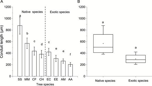 conduit length of the eight studied tree species (A) and comparison of conduit length between native and exotic species (B). Different lowercases indicate significant differences in conduit length among eight studied tree species in panel A, and significant differences between native and exotic species in panel B (P < 0.05). The meaning of abbreviations along the abscissa in panel A was listed in Table 1 (the same below).