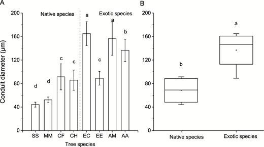 conduit diameter of the eight studied tree species (A) and comparison of conduit diameter between native and exotic species (B). Different lowercases indicate significant differences in conduit diameter among eight studied tree species in panel A, and significant differences between native and exotic species (P < 0.05) in panel B.