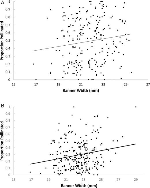 relationship between proportion pollinated and banner width for all plants surveyed at all sites in the Olympia region for 2015 (A) and 2016 (B).