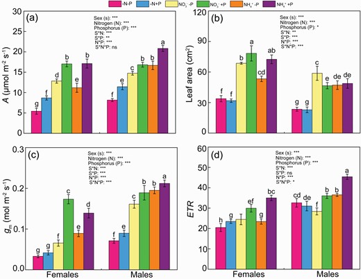 Photosynthesis (A) (a), leaf area (b), mesophyll conductance (gs) (c), photosynthetic electron transport rate (ETR) (d) of female and male Populus cathayana under nitrogen and phosphorus deficiency (−N−P), nitrate and P deficiency (NO3−−P), ammonium and P deficiency (NH4+−P), N deficiency and high P (−N+P), NO3− and high P (NO3−+P) and NH4+ and high P (NH4++P). Bars represent means ± standard error (SE; n = 4). Different letters above the bars indicate significant differences (P < 0.05; Duncan’ test).