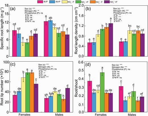 SRL (a), RLD (b), root tip number (c) and root/shoot (d) in Populus cathayana females and males under nitrogen and phosphorus deficiency (−N−P), nitrate and P deficiency (NO3−−P), ammonium and P deficiency (NH4+−P), N deficiency and high P availability (−N+P), NO3− and high P availability (NO3−+P) and NH4+ and high P availability (NH4++P). Bars represent means ± SE (n = 4). Different letters above the bars indicate significant differences (P < 0.05; Duncan’s test).