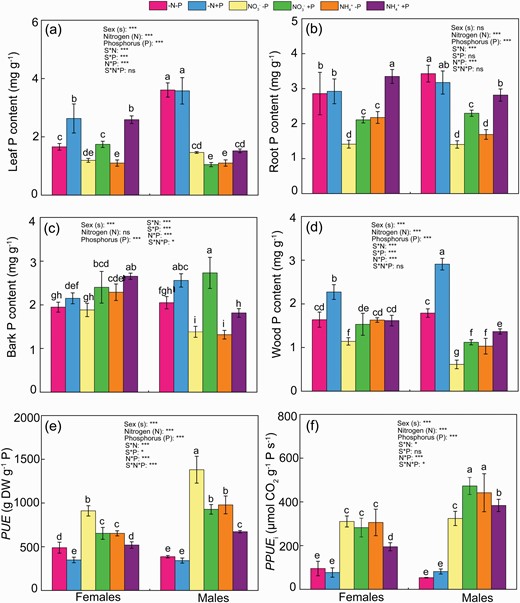 Phosphorus (P) levels in leaves (a), roots (b), barks (c) and woods (d), PUE (e) and PPUE (f) of female and male Populus cathayana under nitrogen and phosphorus deficiency (−N−P), nitrate and P deficiency (NO3−−P), ammonium and P deficiency (NH4+−P), N deficiency and high P (−N+P), NO3− and high P (NO3−+P) and NH4+ and high P (NH4++P). Bars represent means ± SE (n = 4). Different letters above the bars indicate significant differences (P < 0.05; Duncan’s test).