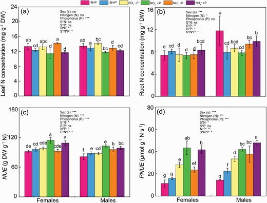 Nitrogen (N) levels in leaves (a) and roots (b), NUE (c) and PNUE (d) of female and male Populus cathayana under nitrogen and phosphorus deficiency (−N−P), nitrate and P deficiency (NO3−−P), ammonium and P deficiency (NH4+−P), N deficiency and high P (−N+P), NO3− and high P (NO3−+P) and NH4+ and high P (NH4++P). Bars represent means ± SE (n = 4). Different letters above the bars indicate significant differences (P < 0.05; Duncan’s test).