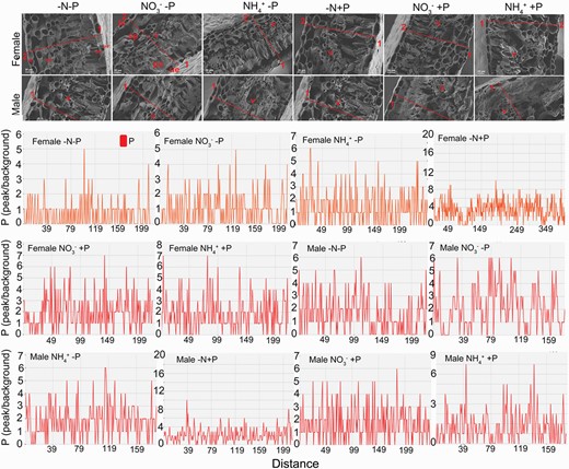 Phosphorus (P) distribution in cross-sections of leaf blades from female and male Populus cathayana under nitrogen and phosphorus deficiency (−N−P), nitrate and P deficiency (NO3−−P), ammonium and P deficiency (NH4+−P), N deficiency and high P (−N+P), NO3− and high P (NO3−+P) and NH4+ and high P (NH4++P). The location of P in the cross-sections was determined by EDX analysis and scanning electron microscope imaging. The x-axis indicates the distance between two points of the leaf blade cross-sections (red lines). The y-axis indicates the relative intensity of Cd distribution on the line connecting two points of cross-sections (red lines). Leaf mesophyll upper epidermis (ue), leaf mesophyll palisade tissue (pa), leaf spongy palisade tissue (sp), and leaf lower epidermis (le), vascular tissue (v). 1, the adaxial side of the leaf; 2, the abaxial side of the leaf.