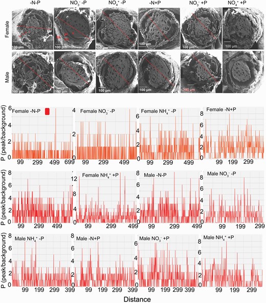 Phosphorus (P) distribution in root cross-sections of female and male Populus cathayana under nitrogen and phosphorus deficiency (−N−P), nitrate and P deficiency (NO3−−P), ammonium and P deficiency (NH4+−P), N deficiency and high P (−N+P), NO3− and high P (NO3−+P) and NH4+ and high P (NH4++P). The location of P in the cross-sections was determined by EDX analysis and scanning electron microscope imaging. The x-axis indicates the distance between two points of the root cross-sections (red lines). The y-axis indicates the relative intensity of P distribution on the line connecting two points of cross-sections (red lines). Epidermis (ep), cortices (co), phloem (pl), xylem (x).