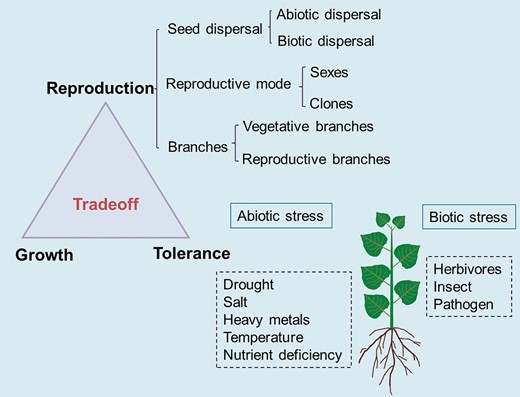 Determining factors of secondary sexual dimorphism in dioecious plants (adapted from Juvany and Munné-Bosch 2015). Secondary sexual dimorphism can be modified by trade-offs among vegetative growth, reproduction and stress tolerance. Sexual differences in reproductive costs determine reproductive fitness, growth and defense. Reproductive costs are affected by the type of seed dispersal, reproduction and branches.