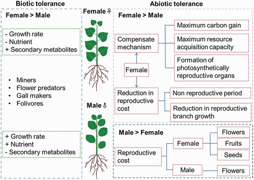 Sexually different tolerances to abiotic stress and biotic stress. Sexual difference in response to biotic stress was adapted from Núñez-Farfán and Valverde (2020). Female > male means that the stress tolerance (abiotic stress and biotic stress) is usually higher in females than in males. A higher biotic stress tolerance in females is often associated with lower rate of growth, lower content of nutrients and higher secondary metabolites. A lower abiotic stress tolerance in females is often associated with higher reproductive costs for producing flowers, fruits and seeds. Male > female means that the stress tolerance (abiotic stress) is usually higher in males than in females. A higher tolerance to abiotic stress in females is usually associated with reduced reproductive costs and compensation mechanisms.