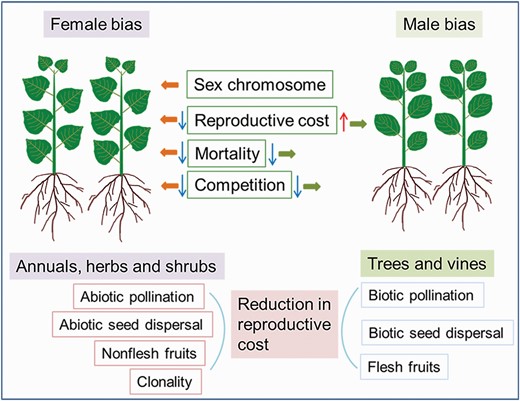 Factors causing biased sex ratios in plants. Biased sex ratios are usually determined by sex chromosomes, reproductive costs, mortality and sexual competition. Female-biased sex ratios are common in annuals, herbs and shrubs, being associated with sex chromosomes, reduced reproductive costs (such as abiotic pollination, abiotic seed dispersal and nonfleshy fruits), clonality and low mortality and competition. Male-biased sex ratios are common in trees and vines, being associated with lower mortality and sexual competition.