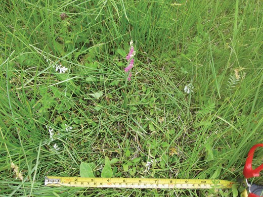 Short vegetation treatment for Spiranthes sinensis plants at the study site.