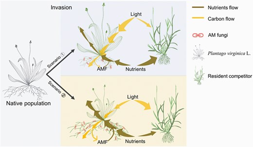 Conceptual model showing two possible scenarios of AMF dependence strategies of the invasive plant Plantago virginica in competition with resident competitor when invading new regions. Scenario ①: Under fertile environments in an invasive region, the invasive populations of P. virginica allocate more carbon (i.e. photosynthate) to aboveground parts than to belowground (root and AMF) parts. In this case, the AMF dependence would decrease, and the aboveground biased carbon allocation may help plants take advantage of light resource more efficiently and then outcompete with resident competitors. Scenario ②: Under unfertile environments, the invasive populations of P. virginica would be associated with AMF more closely to compete nutrients with resident competitors. In this case, more carbon is expected to allocate into belowground parts (root and AMF) leading to a relatively weak light competition ability.