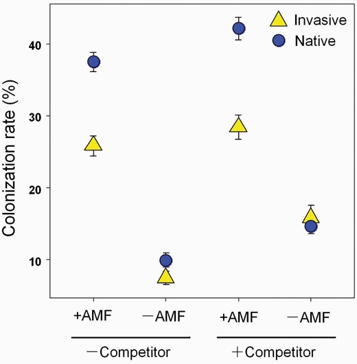 Arbuscular mycorrhizal (AM) colonization rate of P. virginica (Invasive populations, yellow triangles; Native populations, blue dots) under AMF treatment (presence: +AMF or absence: −AMF) and competition treatment (grown with competitor: +competitor or without competitor: −competitor). Values are means ± 1 SE.